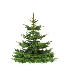 Nordmann Kerstboom A-keuze 175 - 225 cm